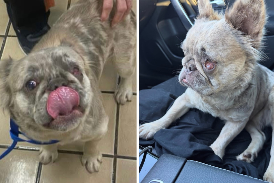 French bulldog puppy found on the street in devastating condition: What happened to her?