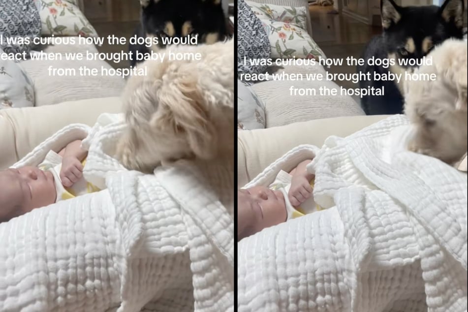 The two dogs meet their owner's baby for the first time. Doodle "Mango" is immediately in love and takes care of her.