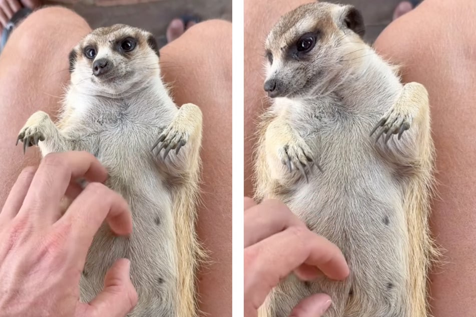 This sweet animal enjoys a soothing tummy massage on Ruben Lambrechts' lap.