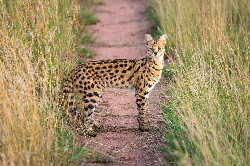 They are native to sub-Saharan Africa and can be three times bigger than your average house cat.