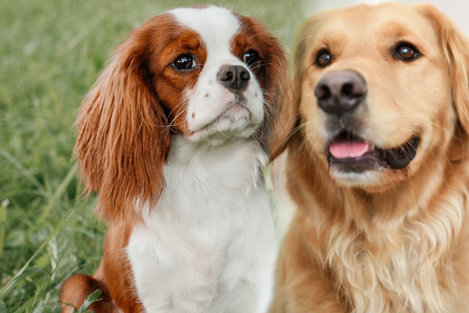 Golden Retriever breeds with Cavalier King Charles Spaniel – what does their puppy look like?