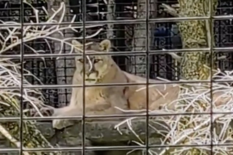 Clover and Rain are settling into their new life at Zoo New York. 