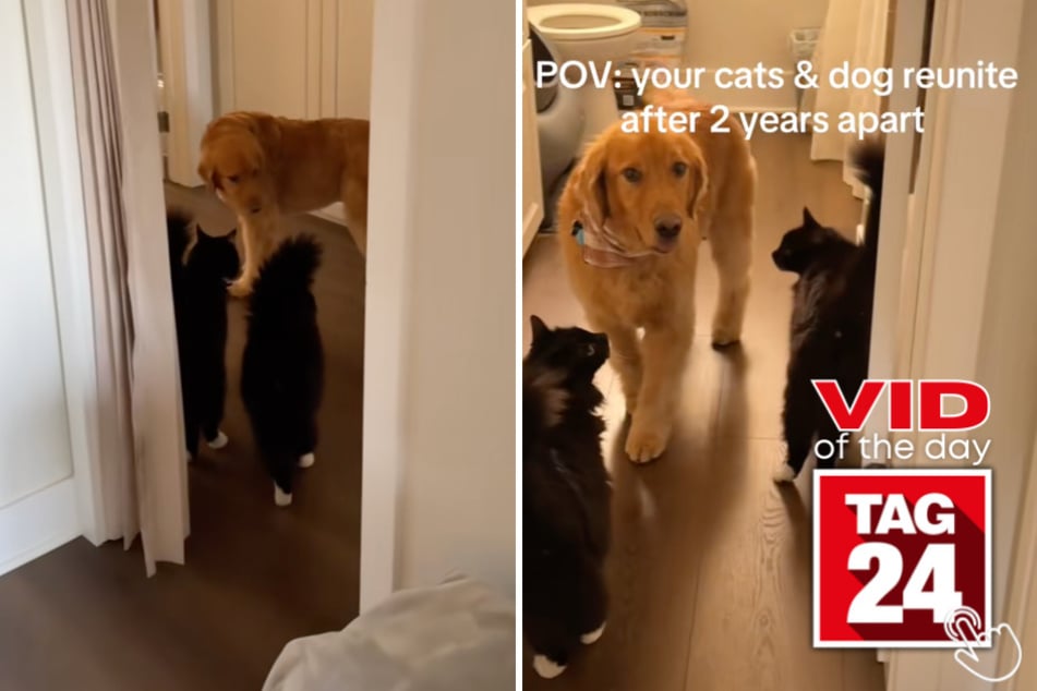 This Golden Retriever reunited with his feline siblings after living in another state, and their excited meows say it all.