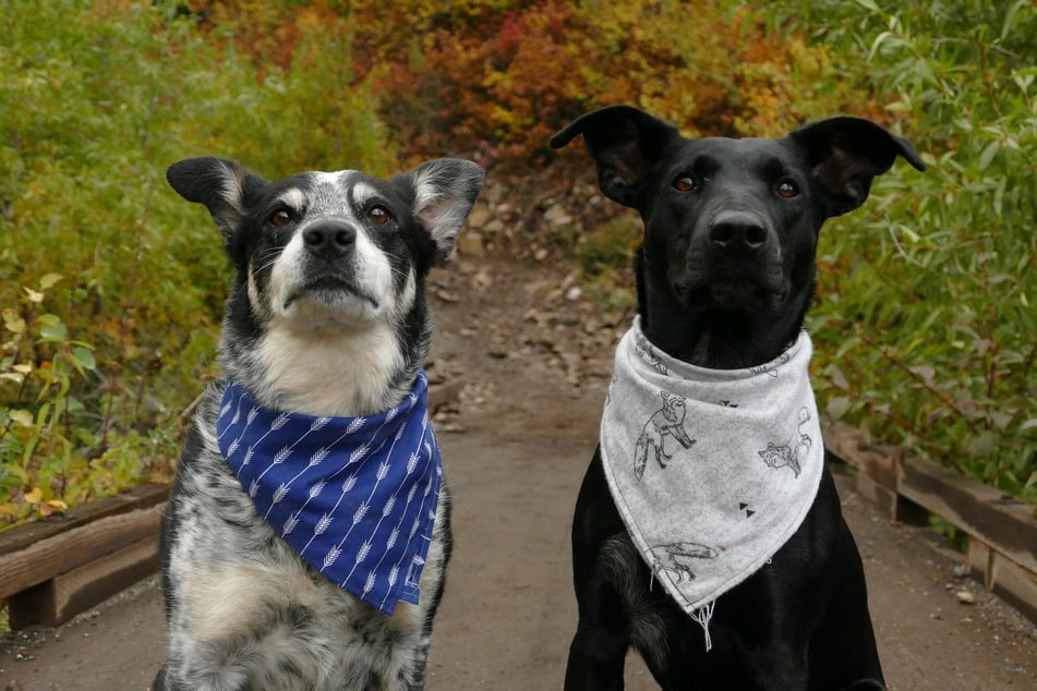 Getting a second dog: Planning, tips for first introductions, and more!