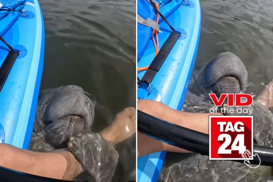 Viral Video of the Day for February 19, 2025: Florida woman gets adorable manatee hug while kayaking!