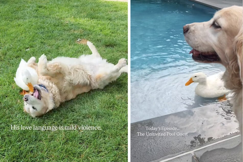 The dog and duck love to romp together through the yard.