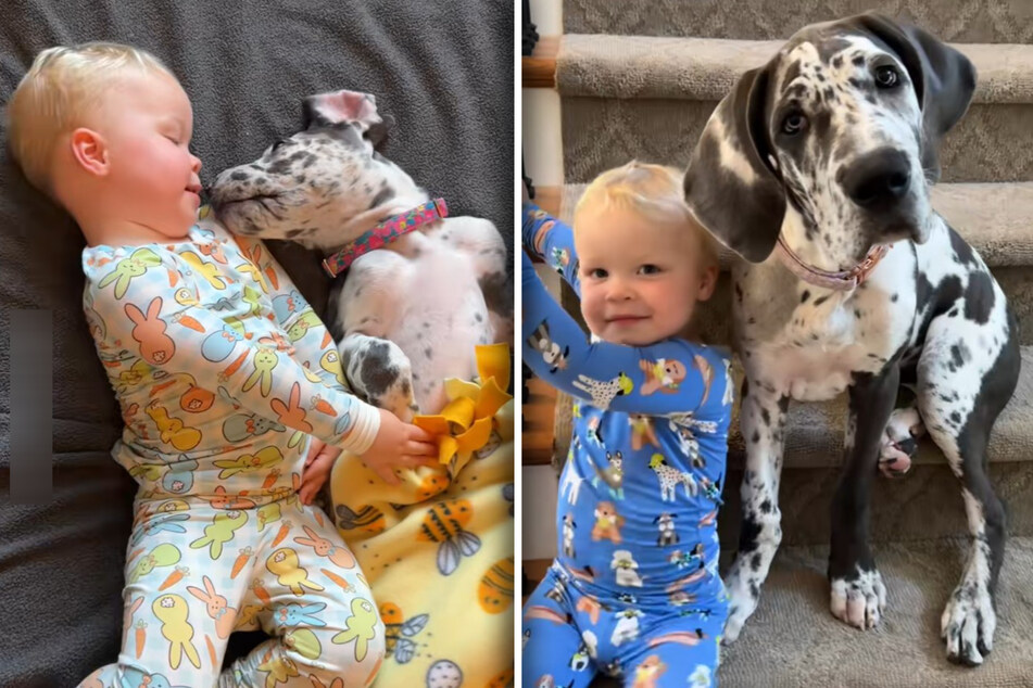 Baby and Great Dane puppy grow up together in heartwarming video