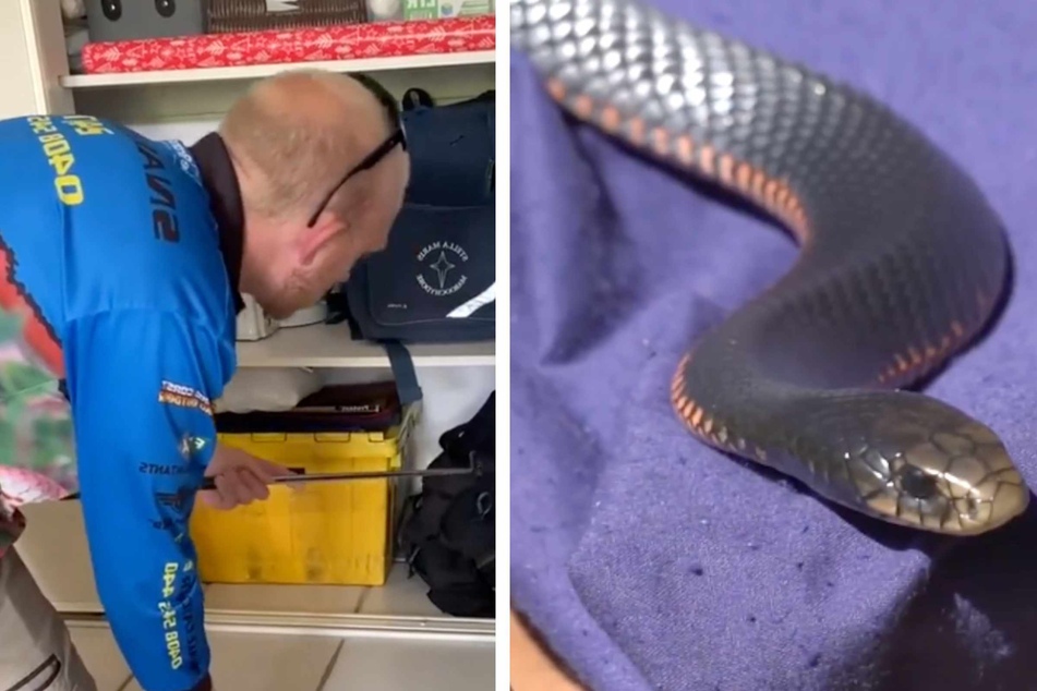 The snake could be hiding anywhere amongst the dark colored bags.