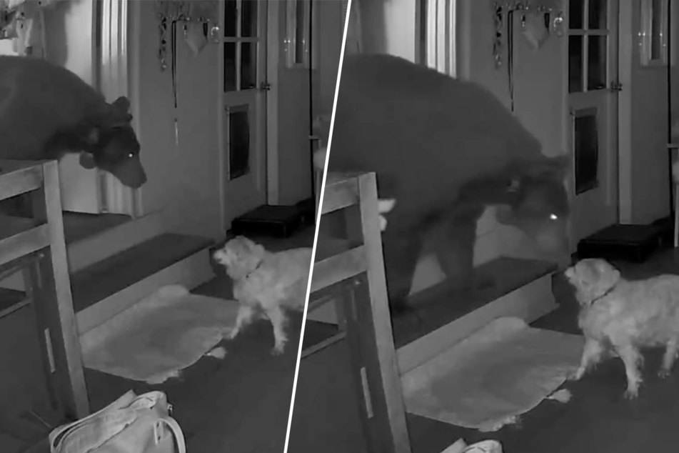 Black bear and elderly dog come face to face in bizarre break-in