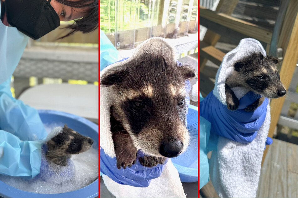 This rescued raccoon was so filthy he needed a bubble bath.