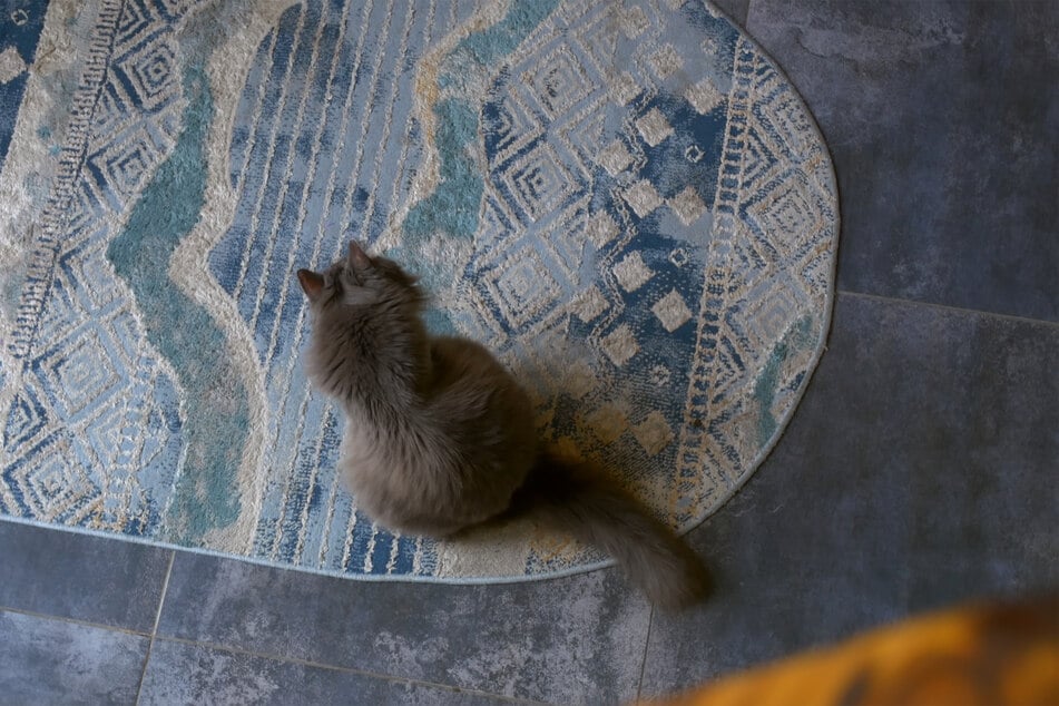 Siberian cats are fascinating and endlessly fluffy kitties.