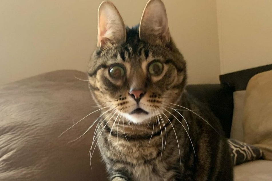 Peanut the cat: The internet is obsessed with Oldboypeanut's weird face