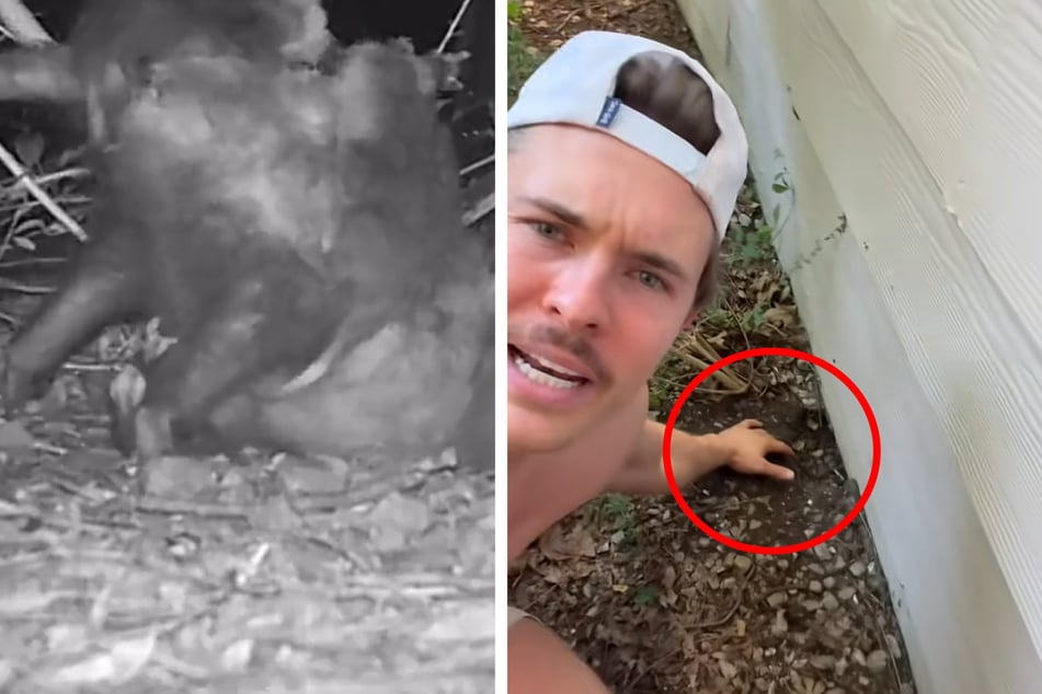 Texas man makes shocking cute critter discovery under his home: "Mama's got the team on her back"