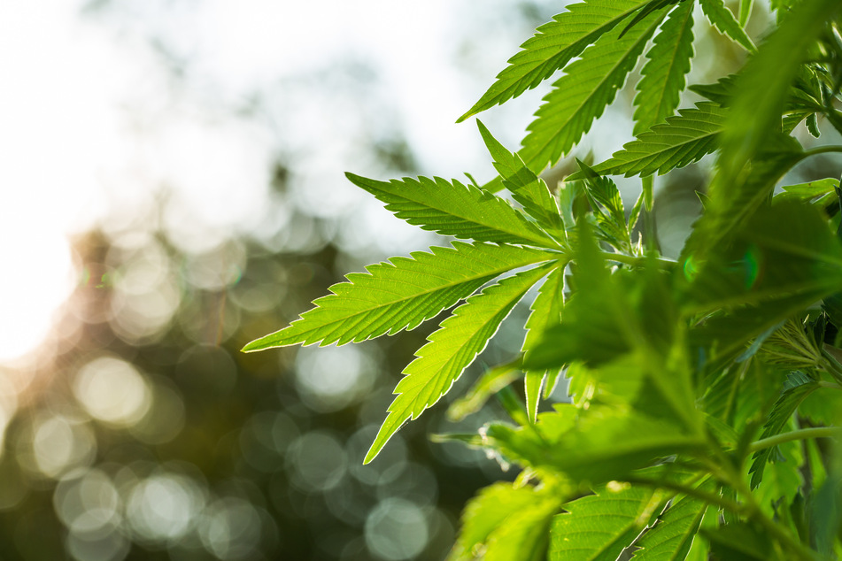 Seven dead after shooting at illegal cannabis plantation