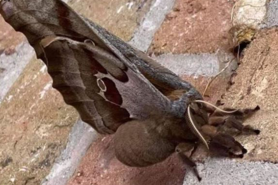 What is this winged nightmare? Picture of strange creature terrifies social media users