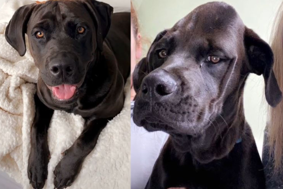 What made this dog suddenly turn into one of the Coneheads?