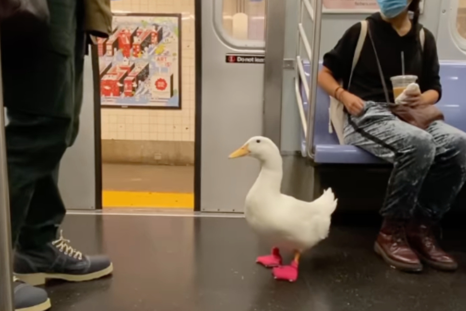 When flying is too exhausting, Wrinkle rides the subway!
