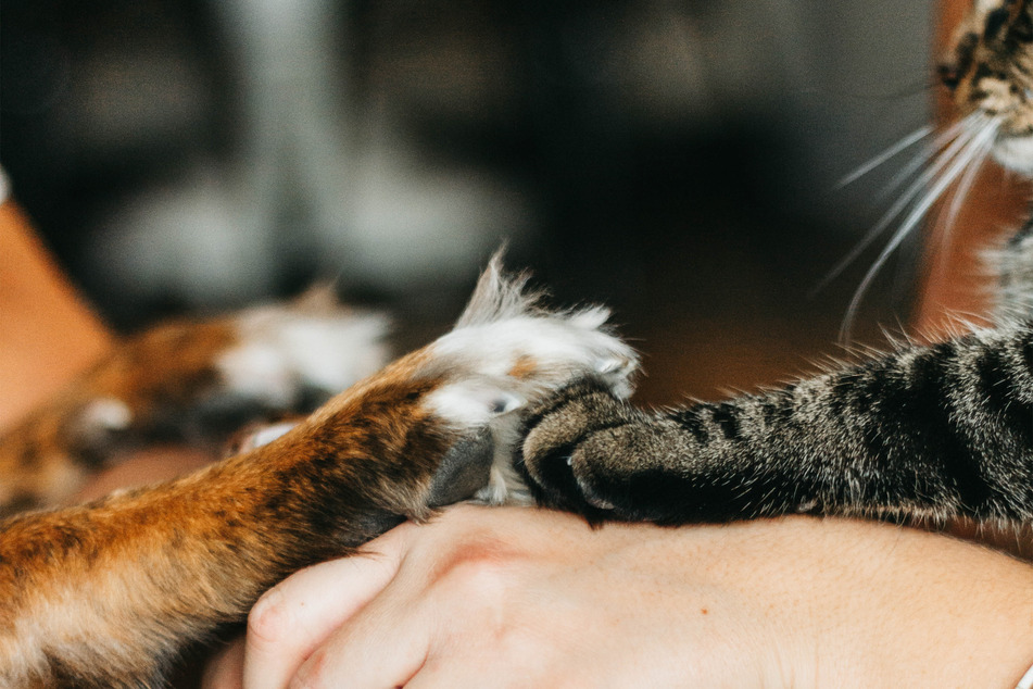 Cats, dogs, and humans can be great friends, but they shouldn't really share food!