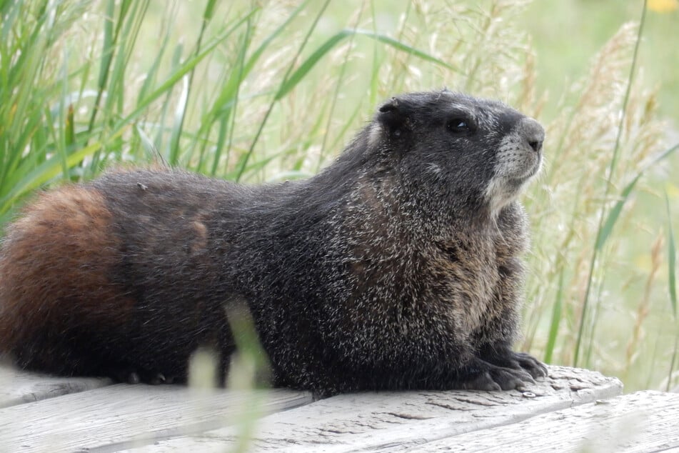 Researchers say that marmots don't drink water but instead get water from the plants they eat.