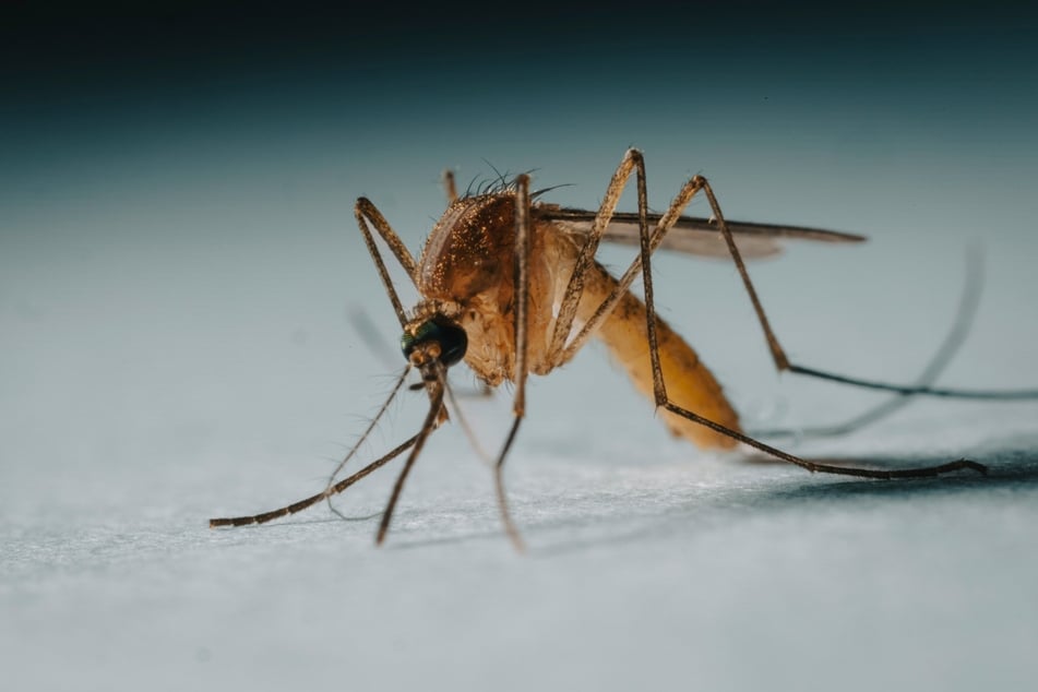 Ever felt like mosquitoes bite you while ignoring everyone else? (Stock image)