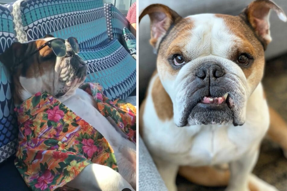 Mister Bentley knows how to have a good time (collage).