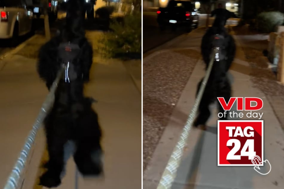 Viral Video of the Day for May 11, 2026: Giant dog's nightly walk has the internet shook