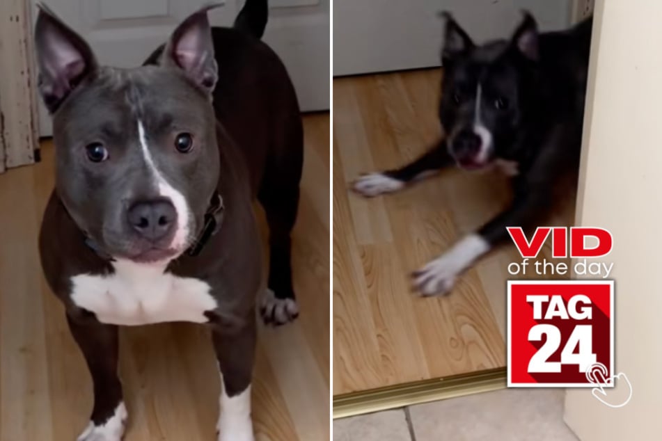 Viral Video of the Day for October 14, 2025: Dog owner "ragebaits" pup – and his reaction is priceless