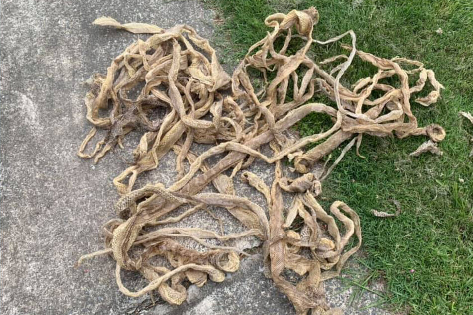 Snake expert is shocked: "I've never seen anything like it"