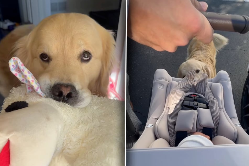 Golden Retriever Drake is not thrilled about the arrival of his human baby brother, Ivan.