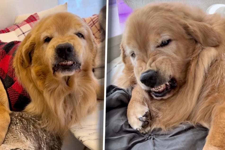 "World's Grumpiest Golden Retriever" dog causes hilarity – but what's the reason for it?