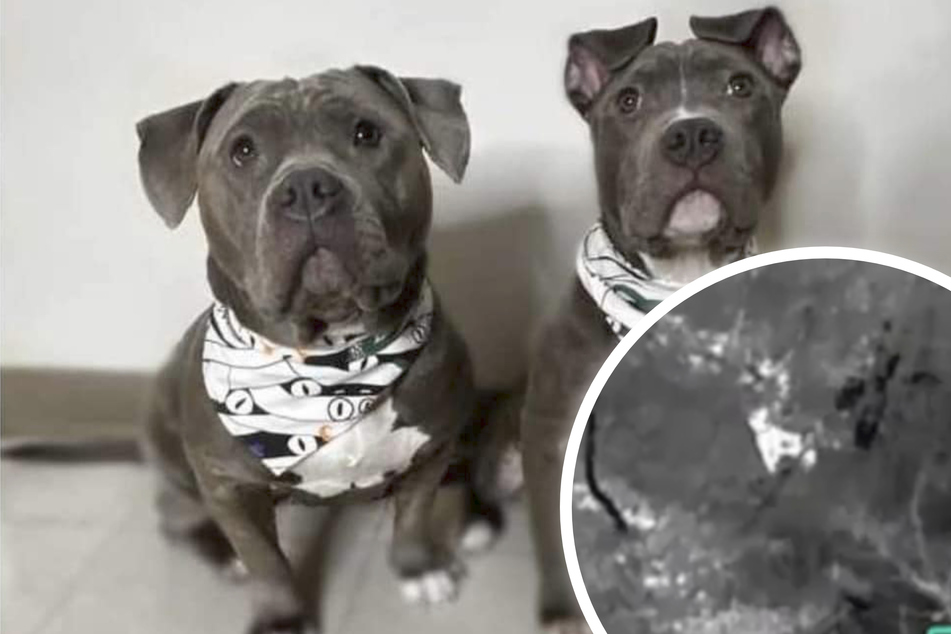 Dog helps find his sister in dramatic rescue after fatal crash