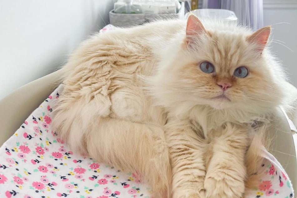 Cat owner proves skeptical shelter wrong after heartwarming adoption