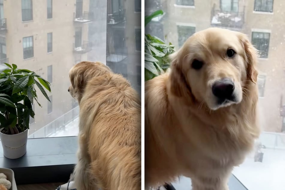 Burrow the dog stands at the window and begs to go outside.