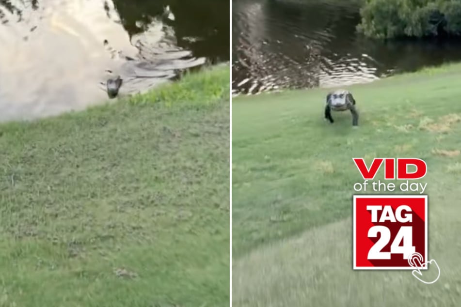 Viral Video of the Day for May 31, 2026: Man chased by alligator in crazy TikTok clip!