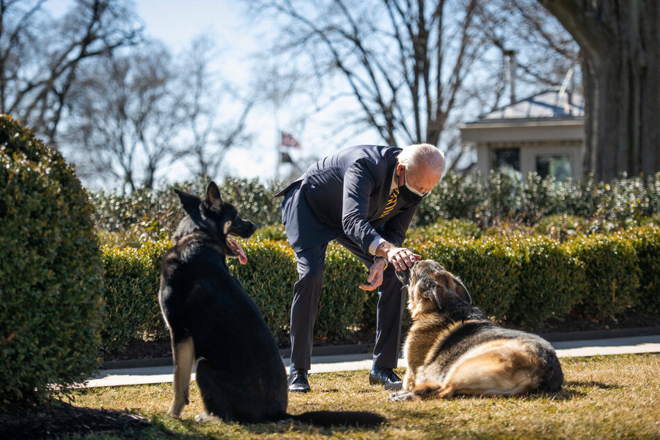 The presidential pups are back in the White House!