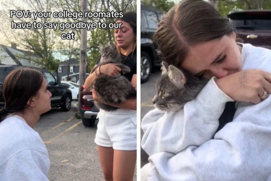 Cat gets tearful goodbye from college crew in viral TikTok