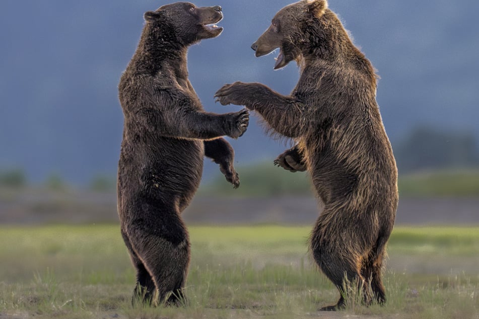 These two bears seem to be having a joyous laugh in finalist Charles Janson's epic snap!