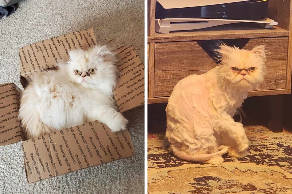 Cat under "house arrest" after multiple groomer bans: "He has three felony-level assaults"
