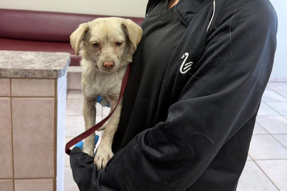 This dog's rescue had Suzette Hall in tears.