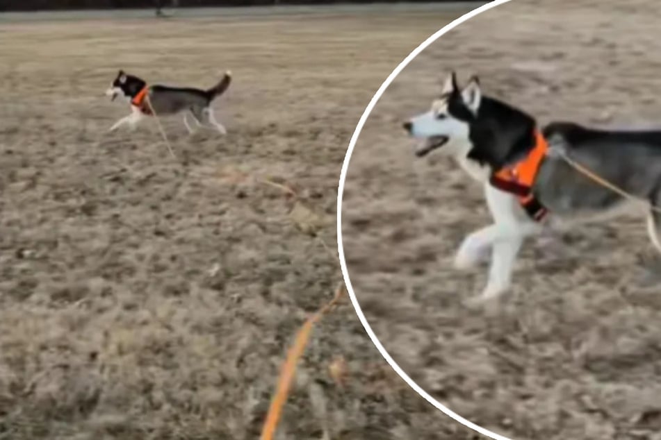 Dog owner teaches her blind husky a very special command in precious clip: "Her confidence blows my mind!"