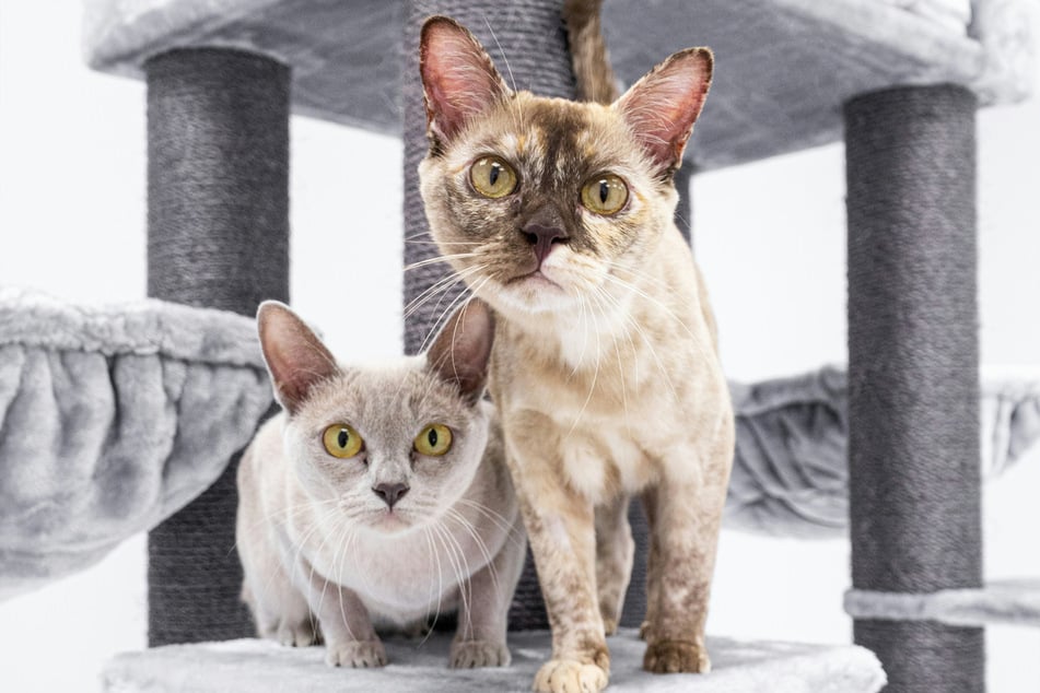 These curious cats are insanely sweet.