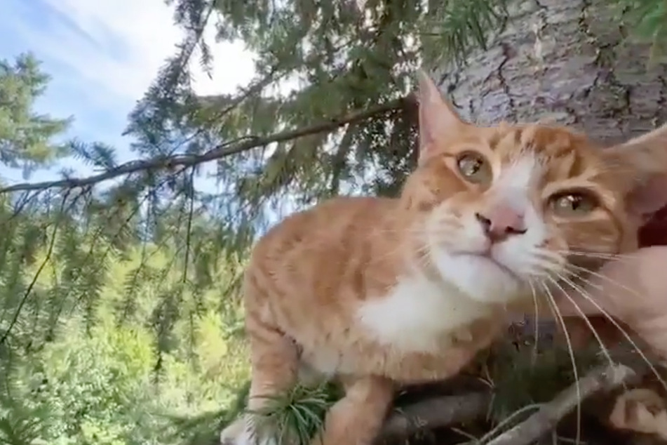 Cat Clyde was overjoyed when he was finally found after two long weeks.