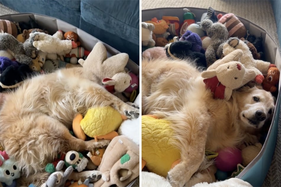 When Rex the dog recently came home after a short trip, he suddenly disappeared into a pile of stuffies!