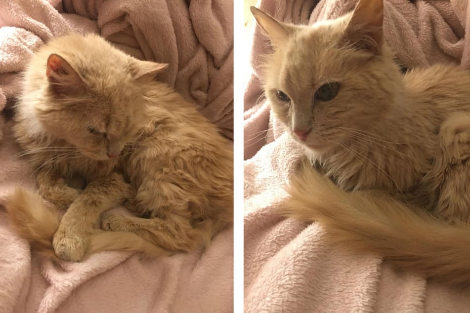 Lost cat saunters back home after going missing for two years