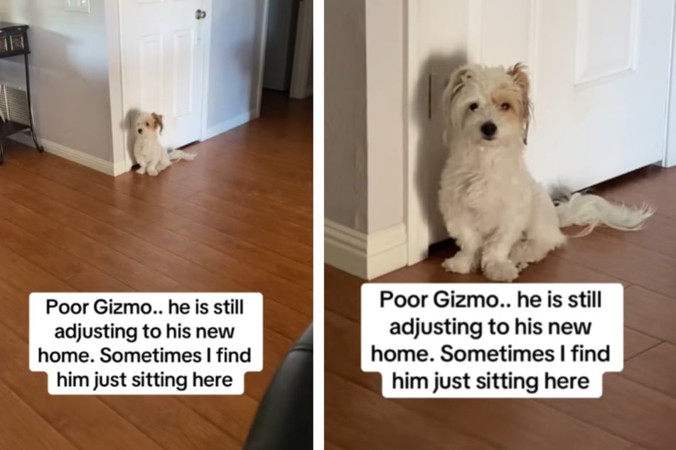Dog develops unexpected habit as he struggles to adjust to new home