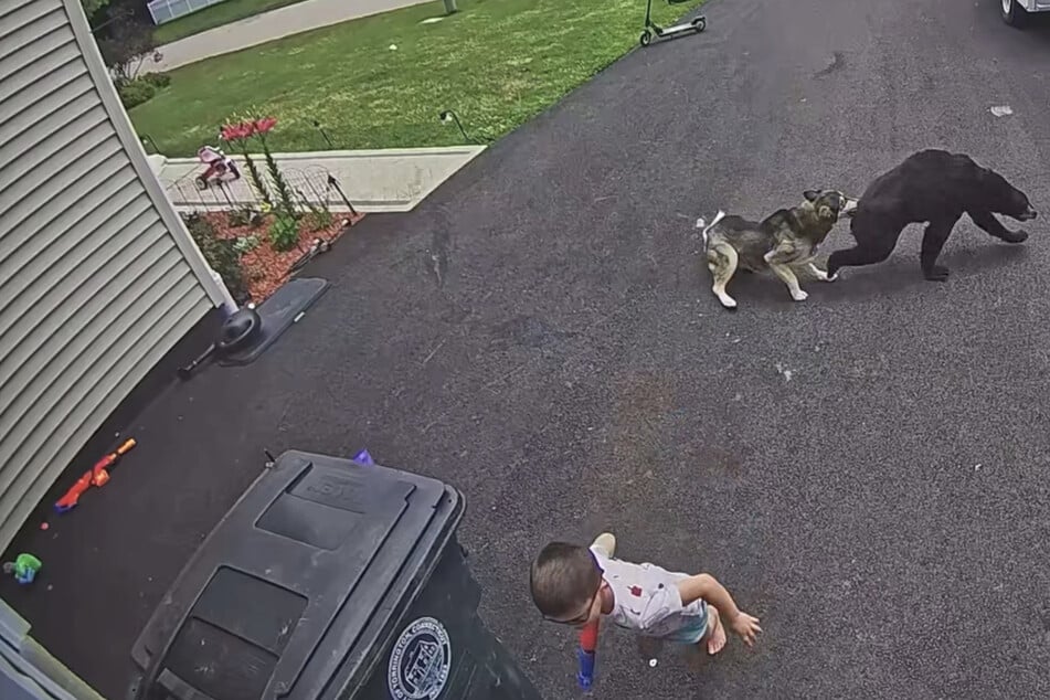 Heroic dog jumps into action to protect little boy from a charging black bear