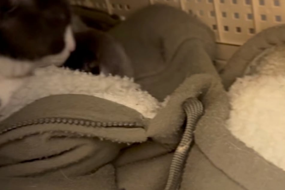 His owner's gesture broke the shelter workers' hearts: he had given Jack his hoodie as a blanket.