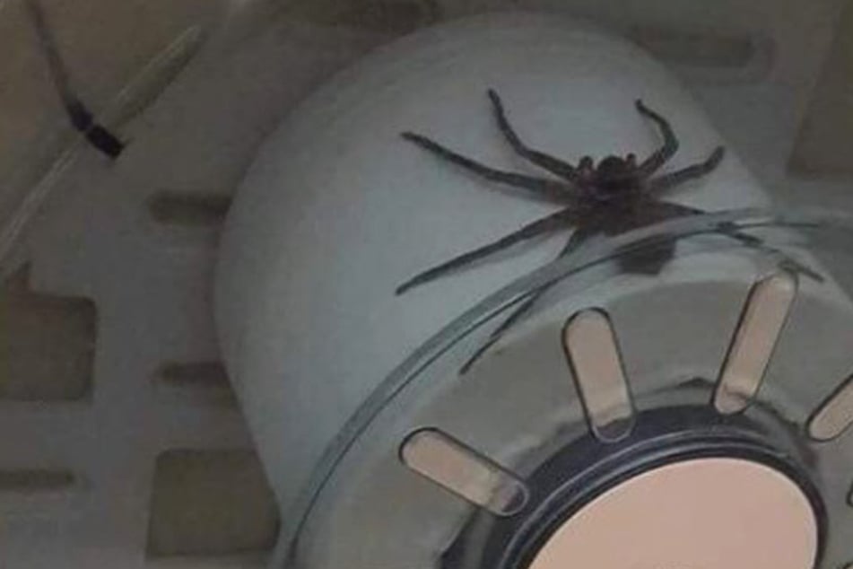 Wipe or walk away? Australian gets a nasty surprise in public toilet
