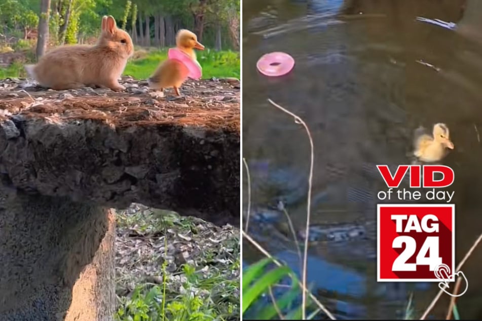 Viral Video of the Day for May 8, 2023: Daring duckling takes a plunge!