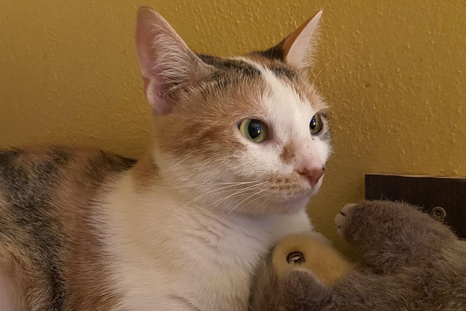 Haley worried that her cat might not accept the new arrival, but she was caught off guard by Sweetie's response!